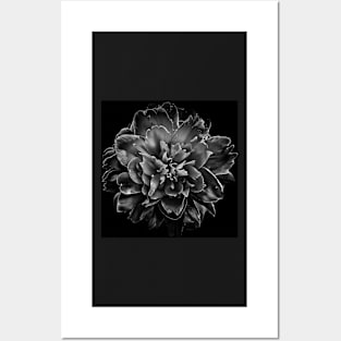 Backyard Flowers In Black And White No 55 Posters and Art